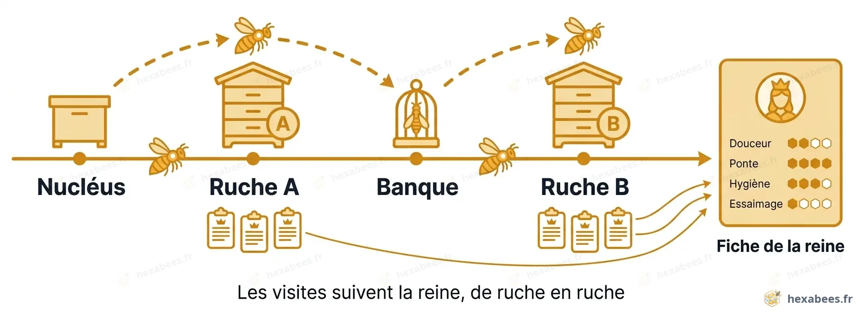 Une reine passe du nucléus à la ruche A, à la banque puis à la ruche B, et ses visites la suivent jusqu’à sa fiche.