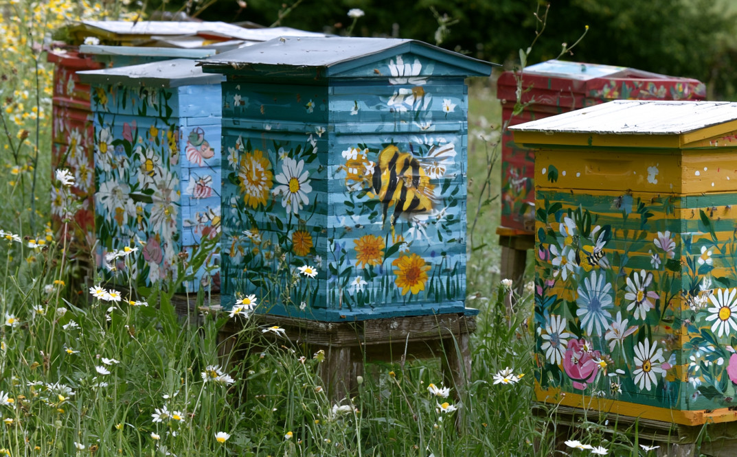 La dérive : quand les abeilles se trompent de ruche