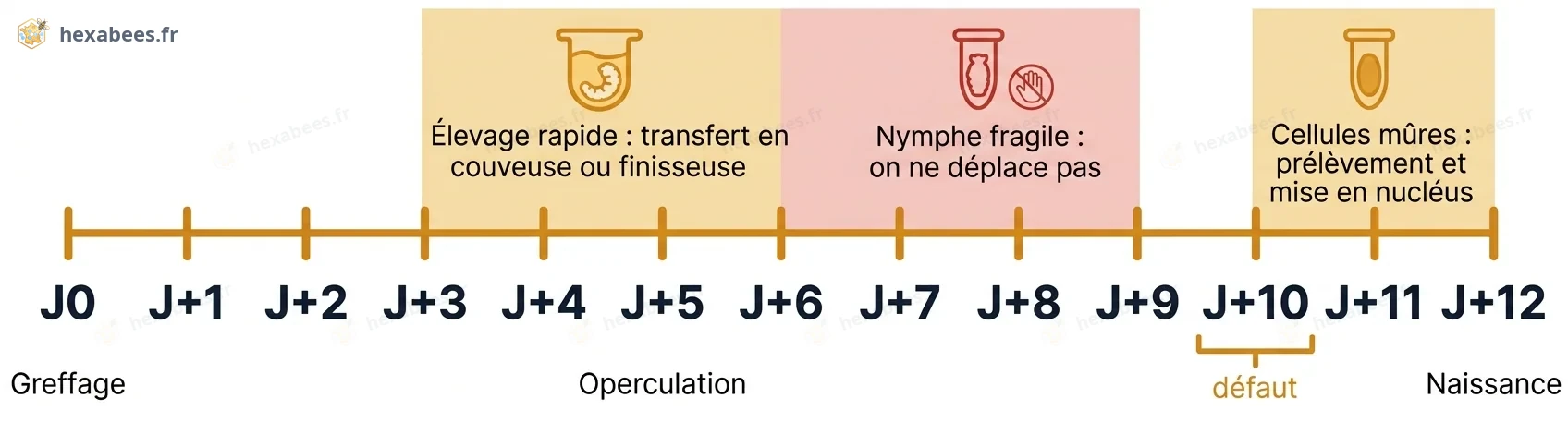 De J+6 à J+9, la nymphe est fragile : on ne déplace pas les cellules. Transfert possible de J+3 à J+5, prélèvement à J+10.