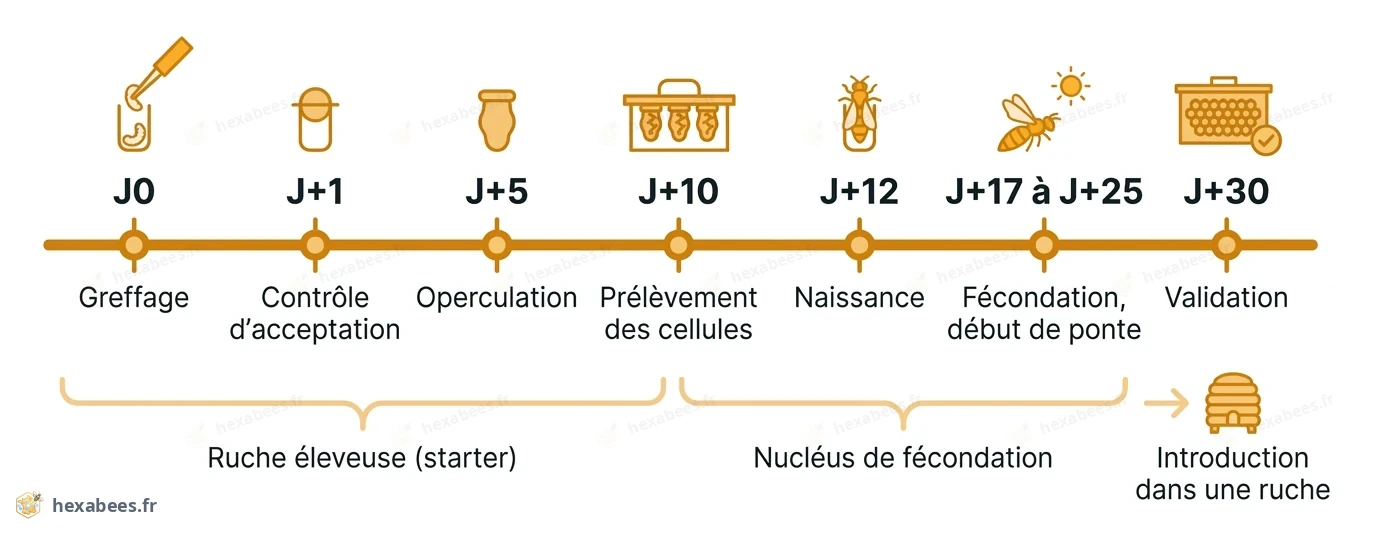 Calendrier de l’élevage : greffage à J0, acceptation J+1, prélèvement J+10, naissance J+12, ponte J+17 à 25, validation J+30.